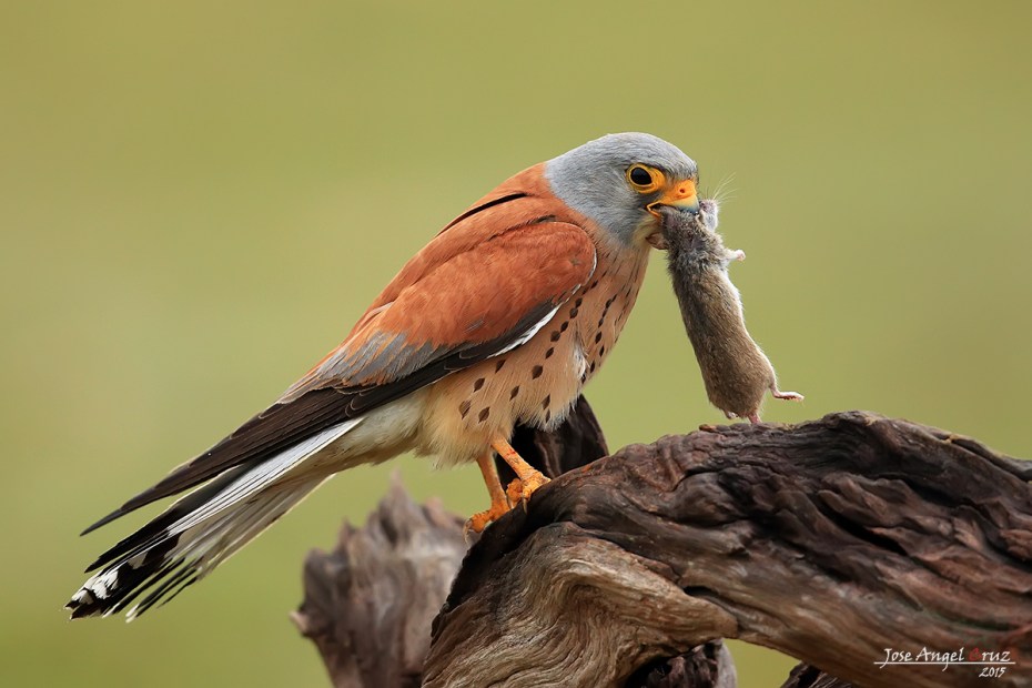 cernicalo primilla.2_falco naumanni_jose angel cruz